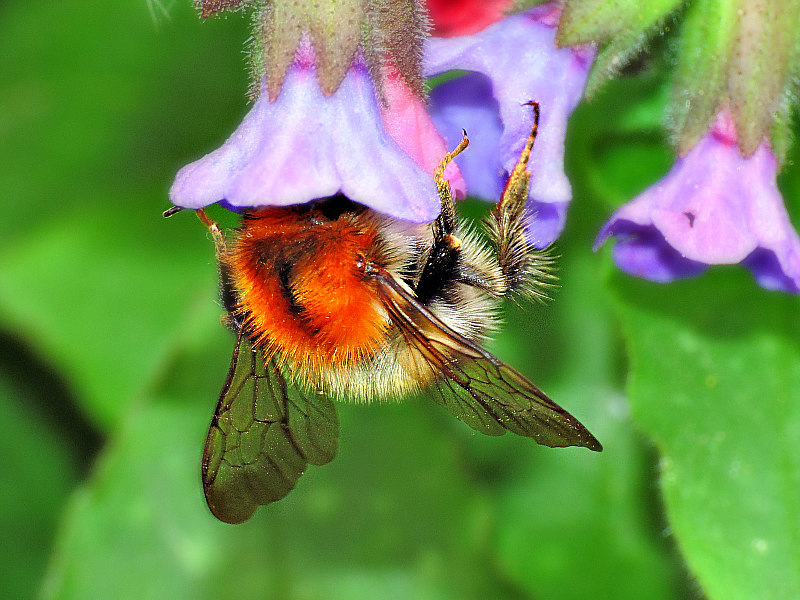 Bombus  čmrlj  DSCN2378g01042016pb