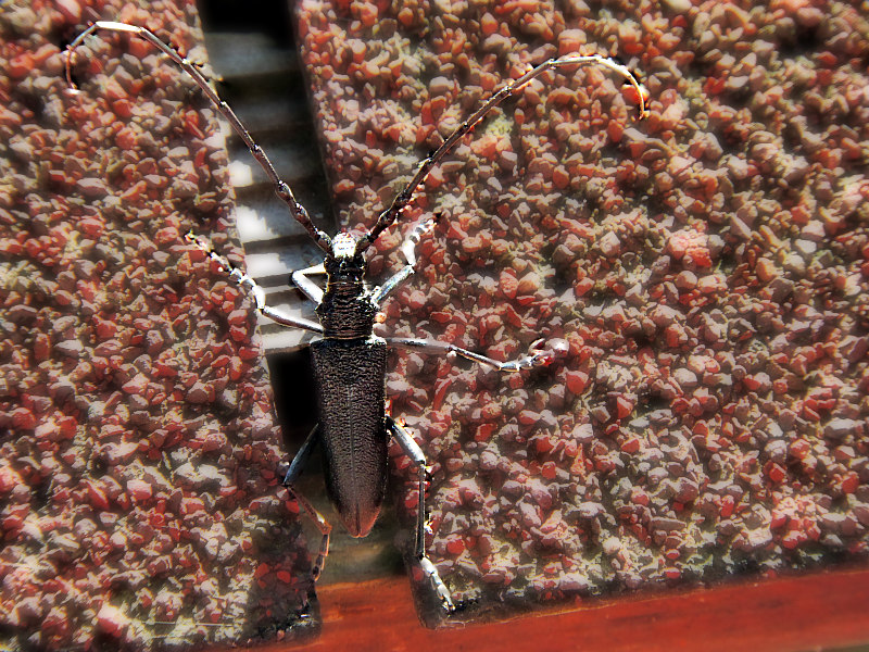 	Stenocorus meridianus kozliček DSCN2726x1204016pb