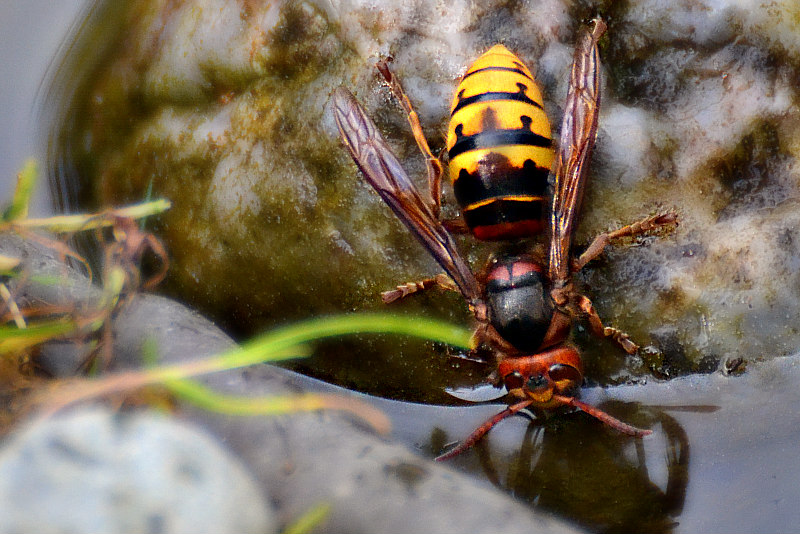 European hornet Vespa crabro sren  DSC_0561x23042016Npb