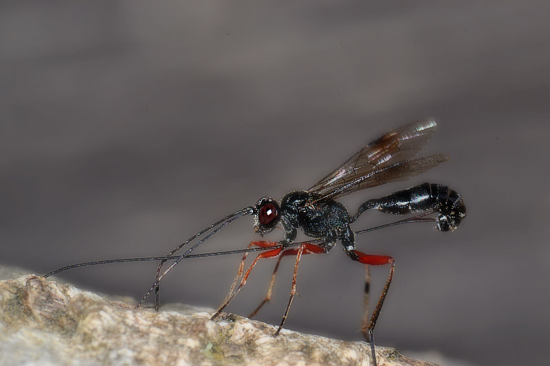  Wood wasp Xeris spectrum Linnaeus črna lesna osa DSC_0666x11062016pb