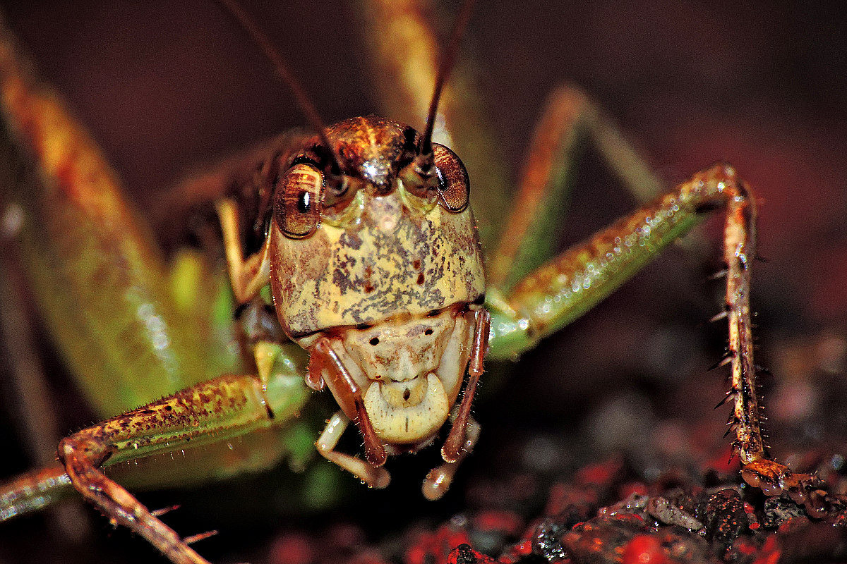 Orthoptera kobilica  DSCN4522x30072016pb