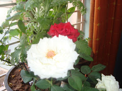 DSC07664.JPG