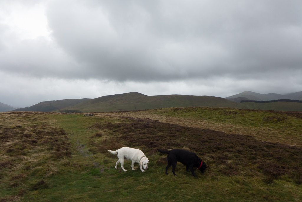 Dogs on Ling Fell