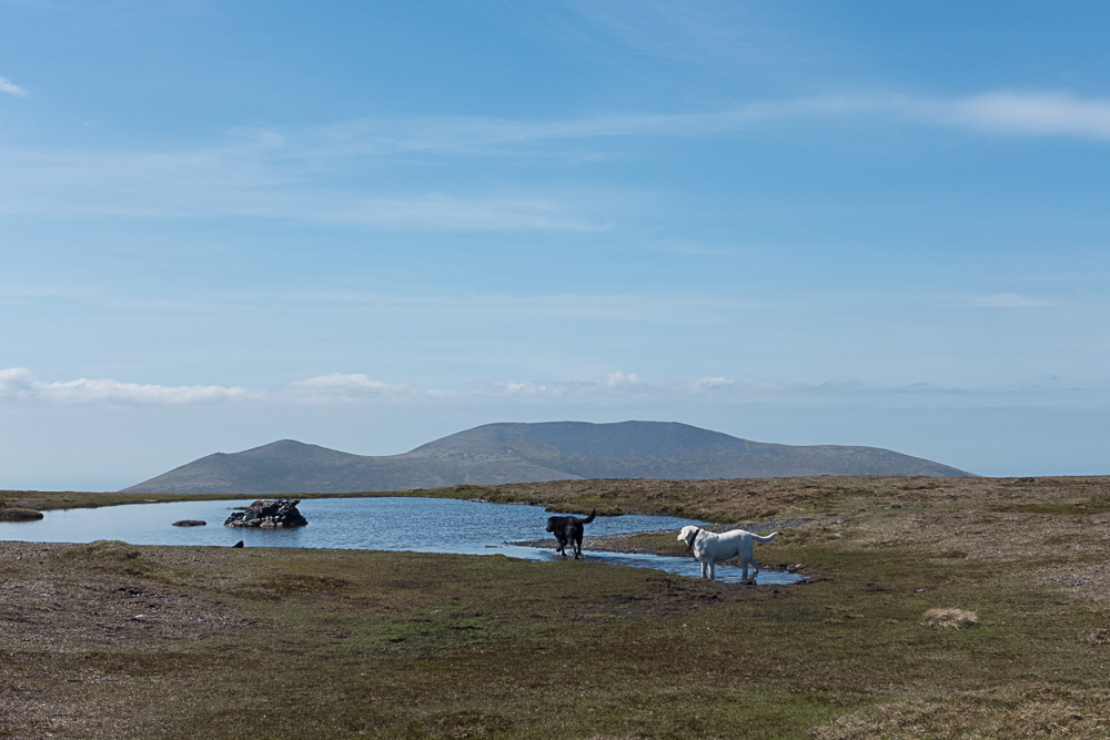 Saddle tarn, with Skiddaw