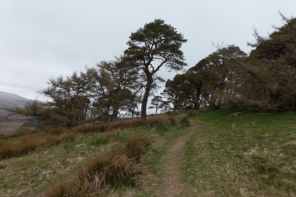 Entering the trees