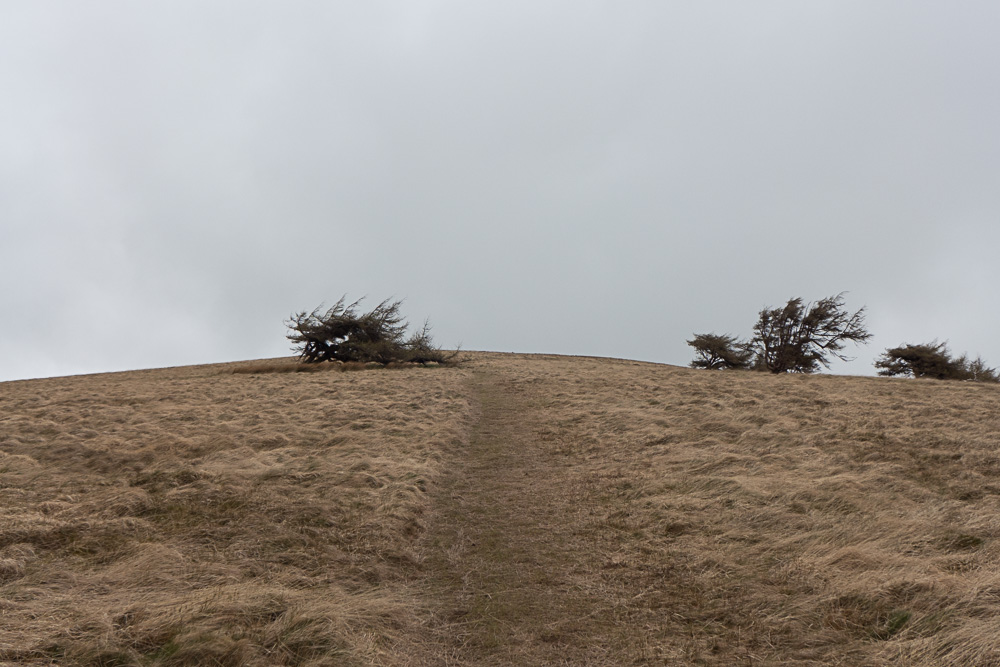 Tired tree #1