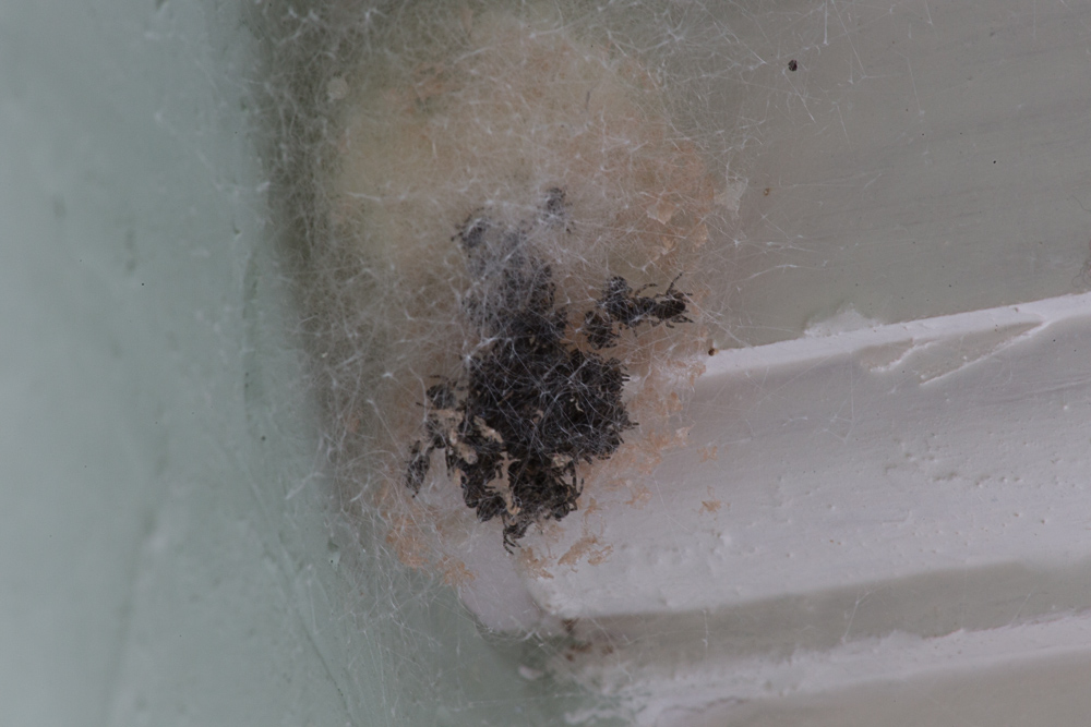 April 21 - Spiders hatching