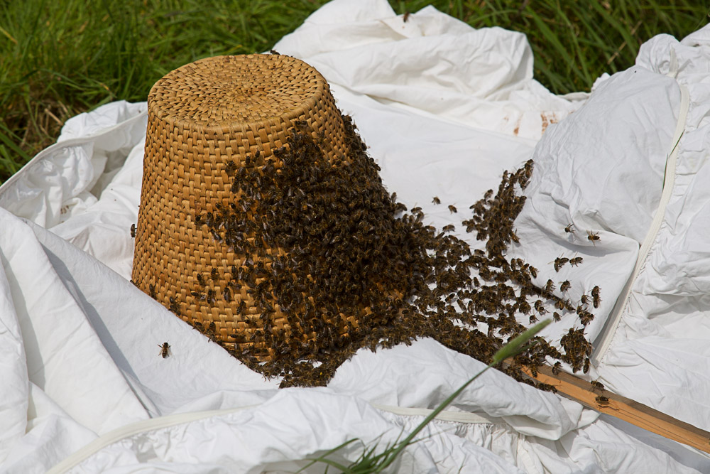 April 28 - Swarm captured