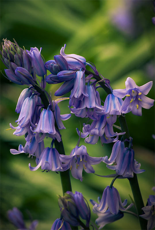 Bluebells