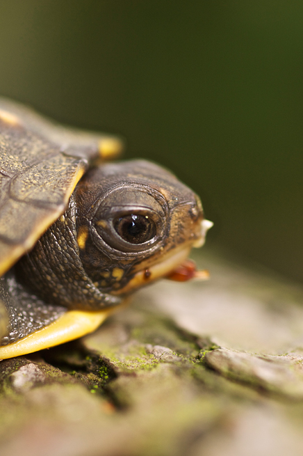 Juvenile Eastern Box Turtle in Spring