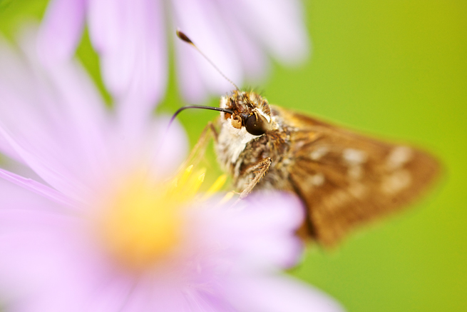 Silver-Spotted Skipper Butterfly