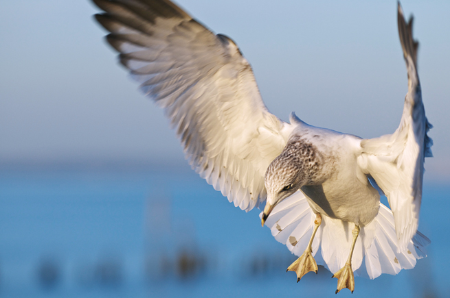 Ring-billed Gull In-flight