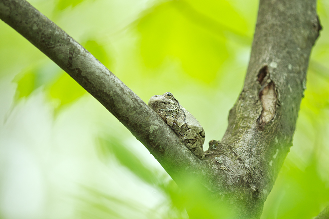 Gray Tree Frog 