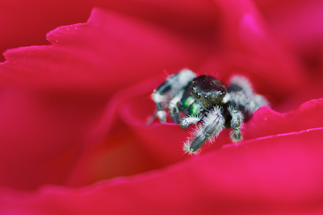 Jumping Spider on Peony Flower