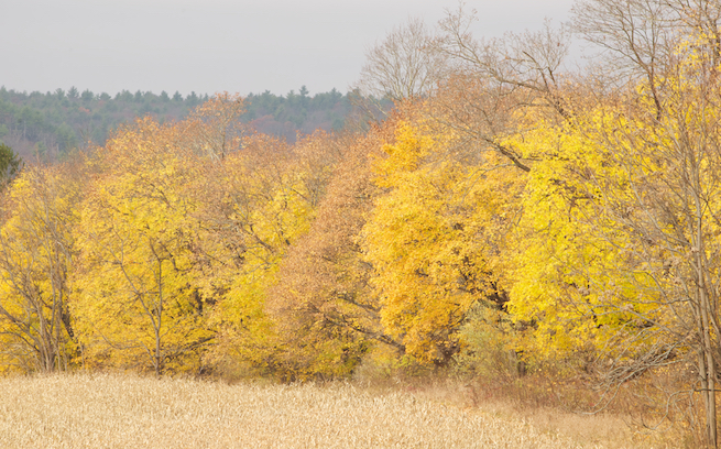 Autumn Foliage