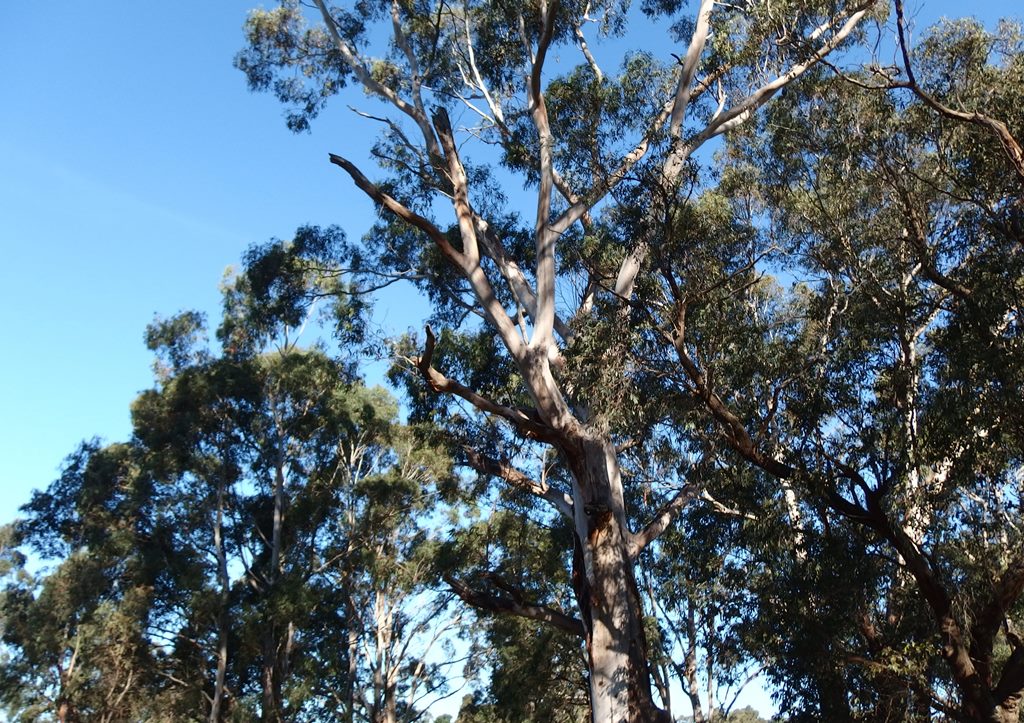 C482: trees near Flynns Creek