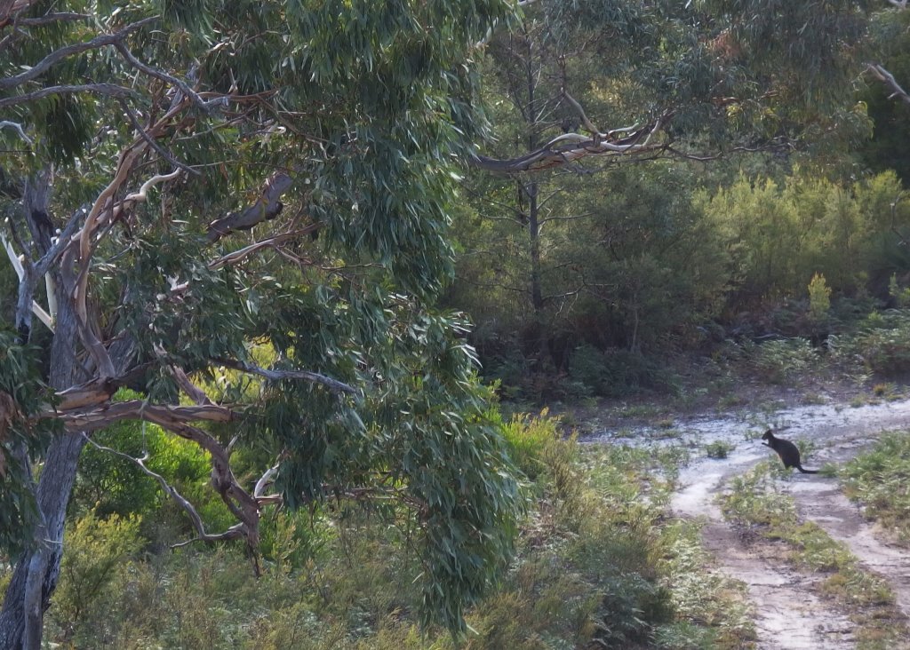 Distant grazing kangaroo from house (2)