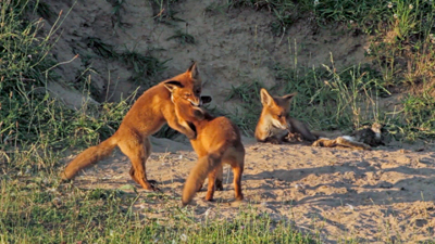 Fox cubs video