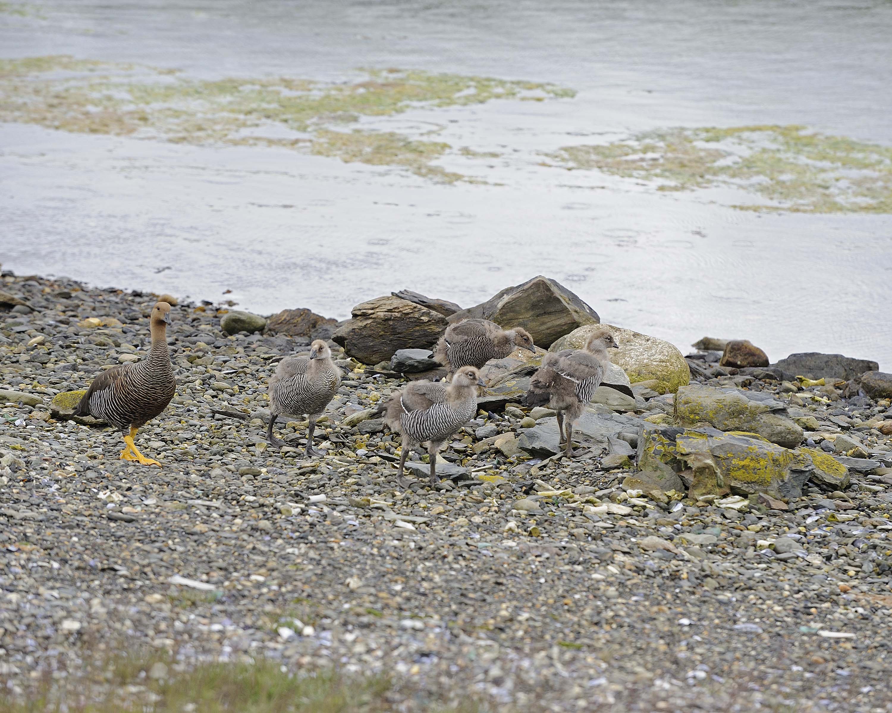 Upland Goose Female with Four Goslings