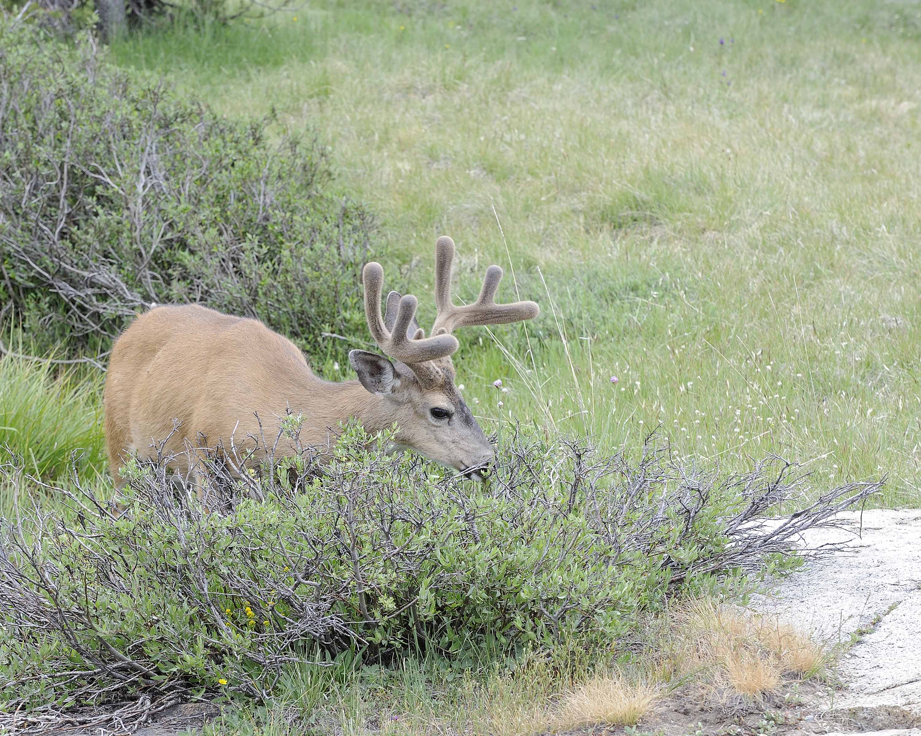 Deer, Mule, Buck-070614-Tioga Road, Yosemite National Park-#0181.jpg