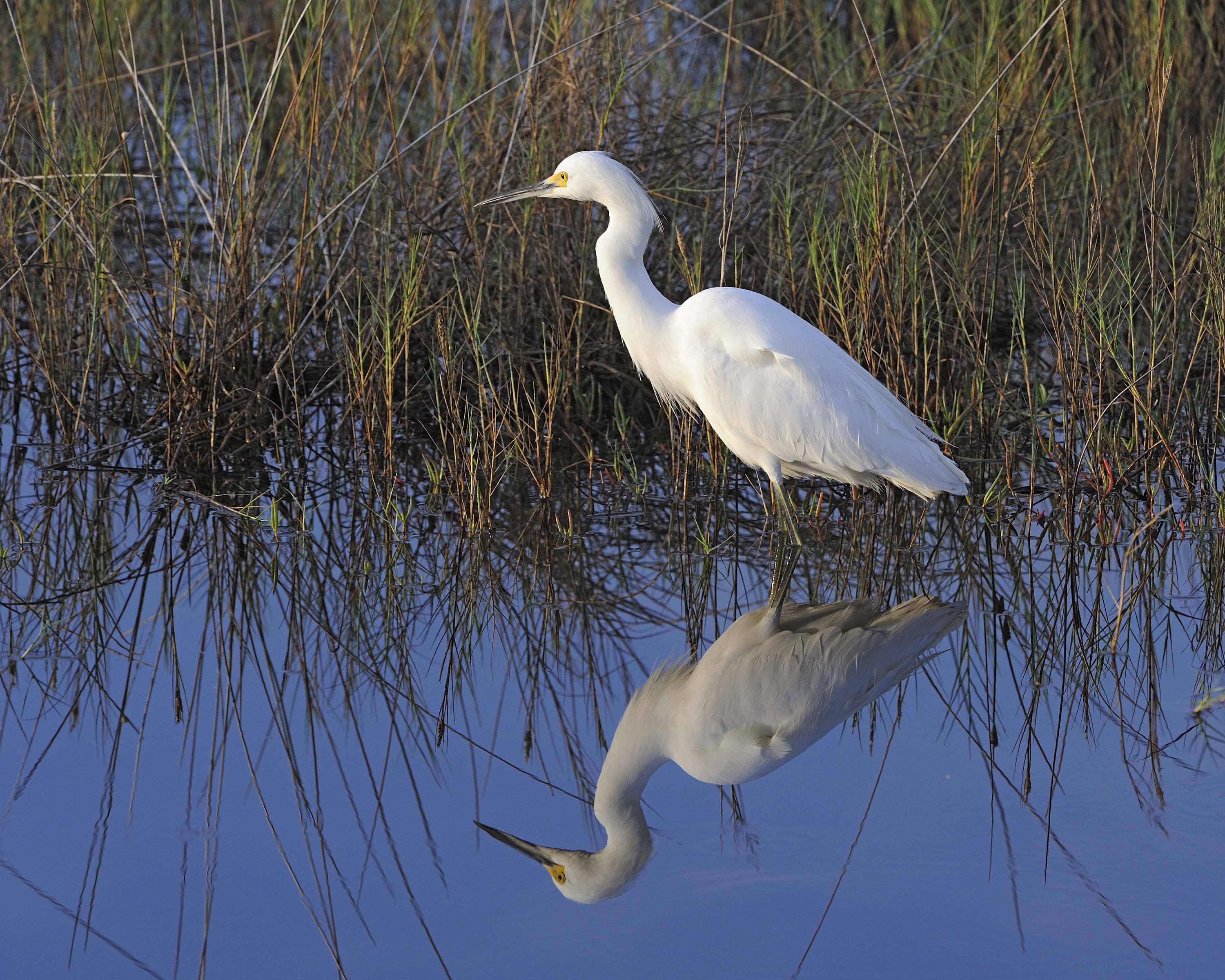 Egret, Snowy-110915-Black Point Wildlife Drive, Merritt Island NWR, FL-#0119.jpg
