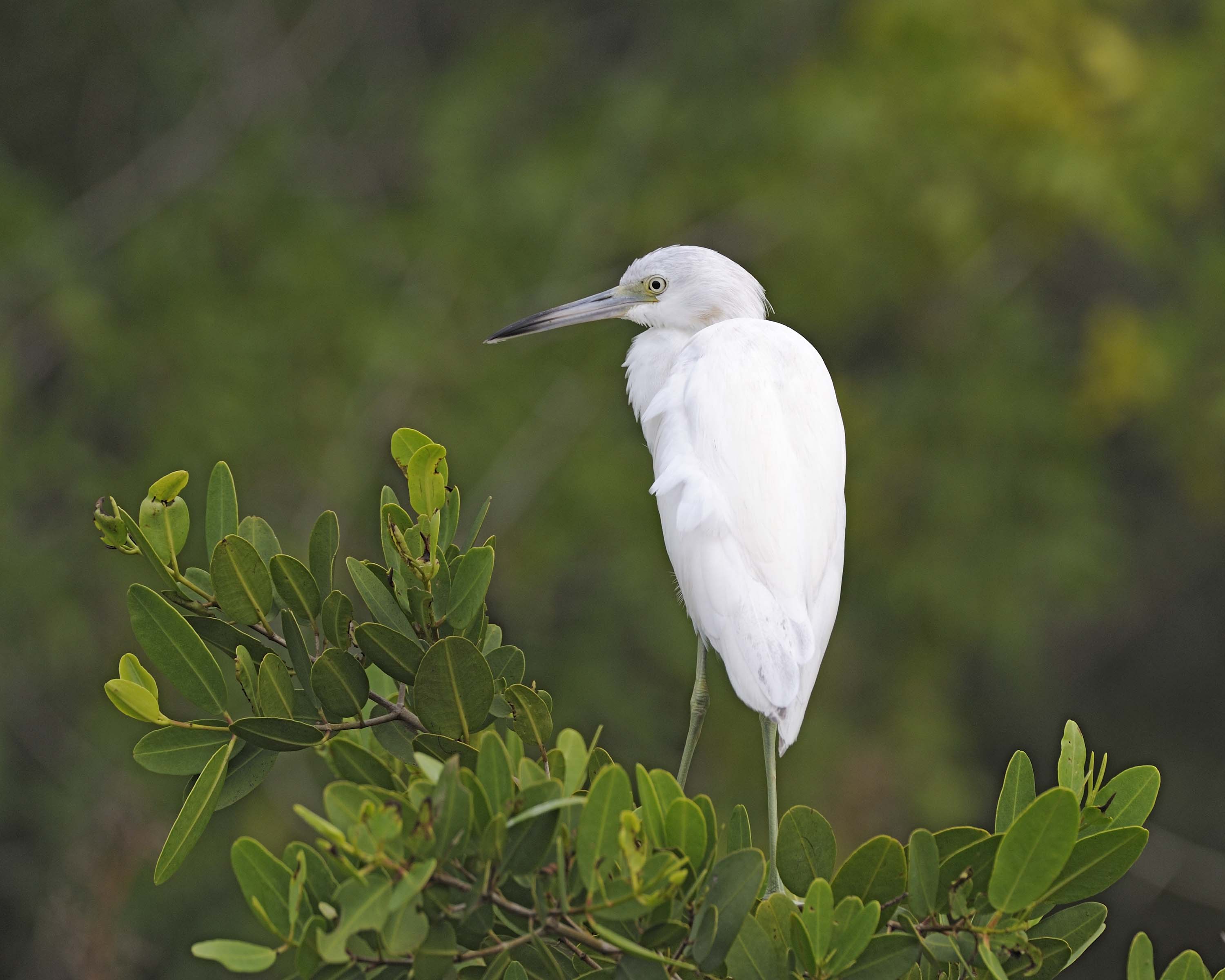 Egret, Snowy-111015-Black Point Wildlife Drive, Merritt Island NWR, FL-#0360.jpg