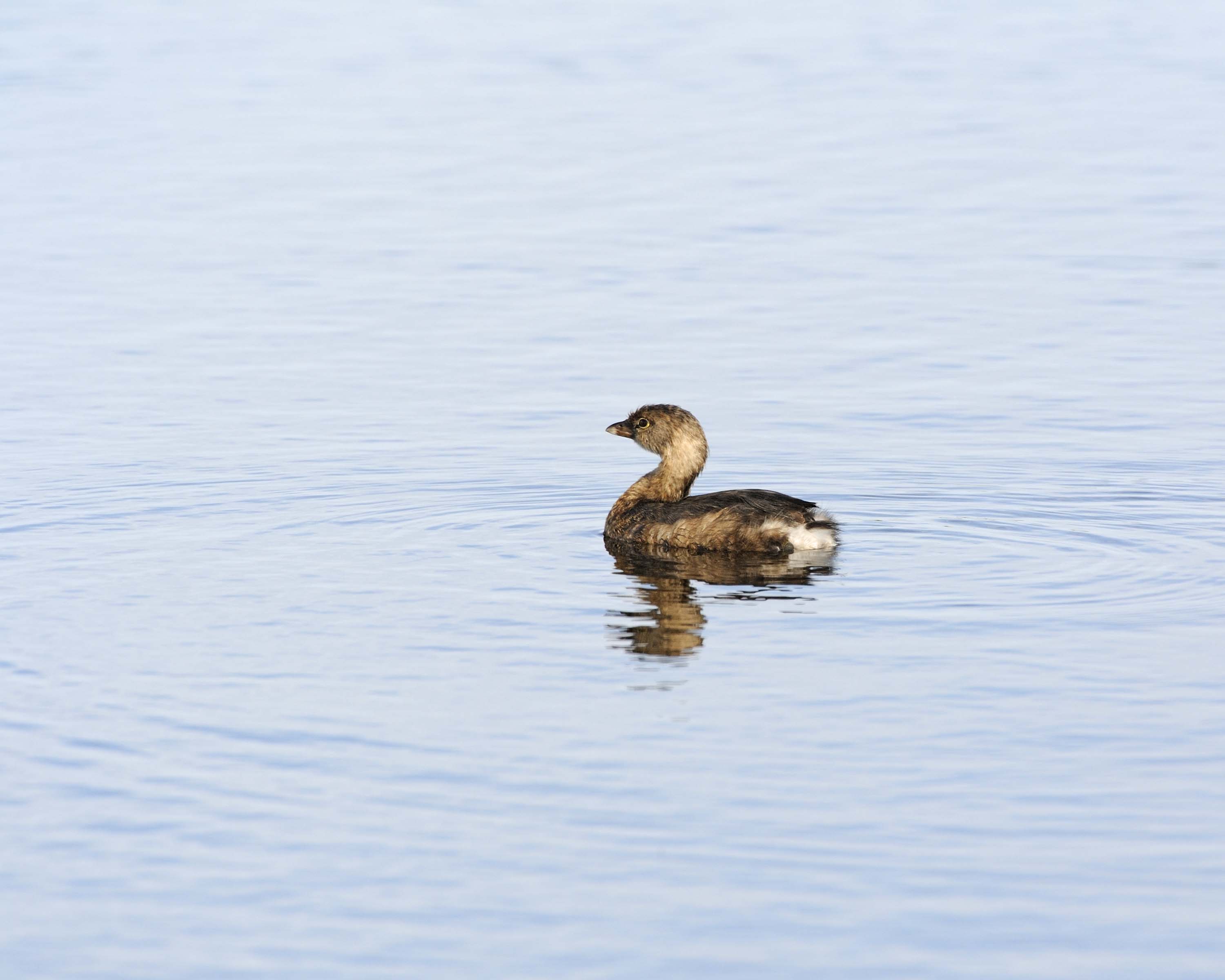 Grebe, Pied-billed-110915-Black Point Wildlife Drive, Merritt Island NWR, FL-#0766-8X10.jpg