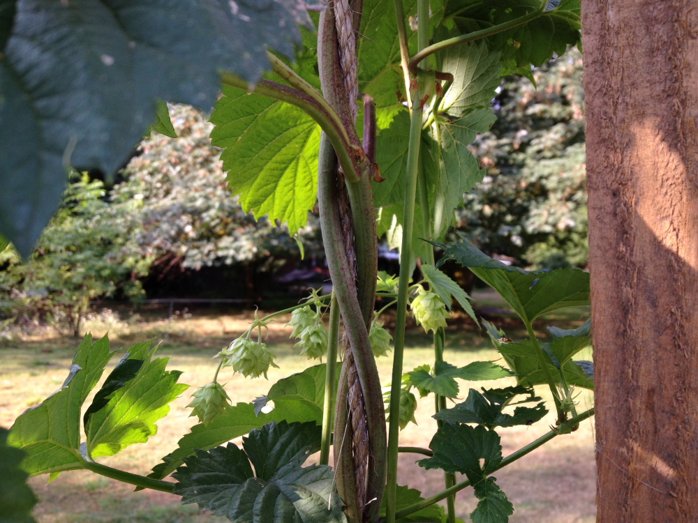 Hops are starting to hop 