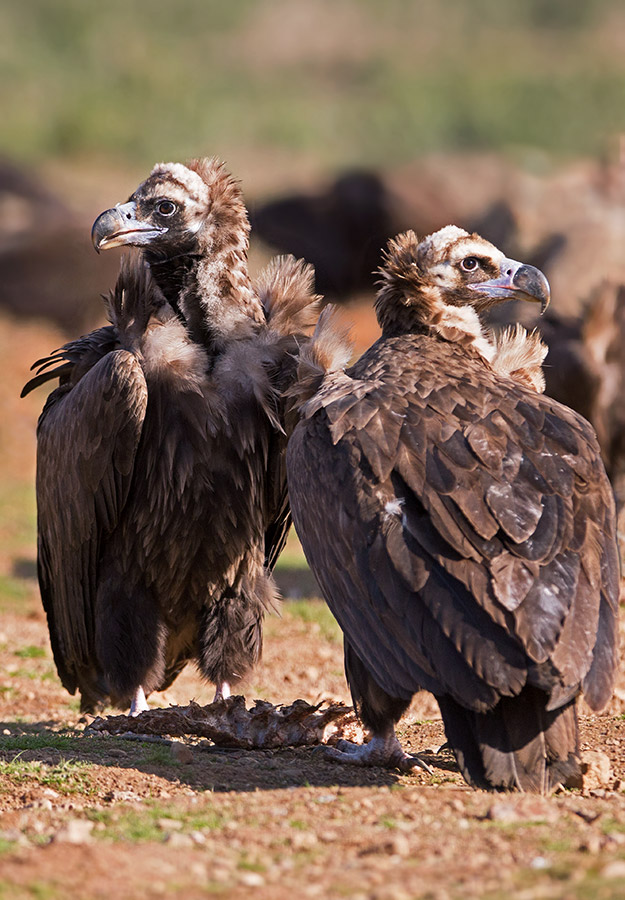 Adult Cinereous Vultures