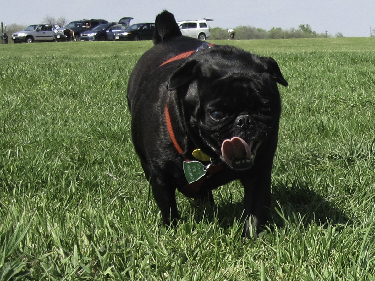 Mollie Sue is on a mission...