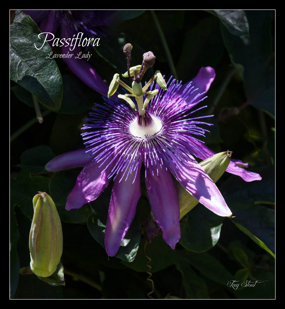 Lavender Lady Passion Flower