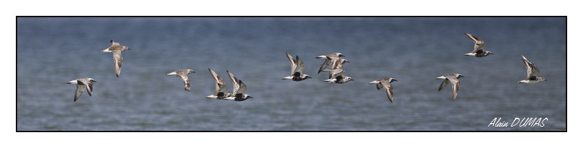 Pluviers Argents - Black-bellied Plovers