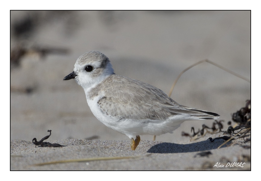 Pluvier Siffleur - Piping Plover