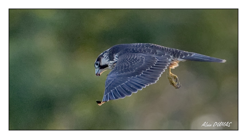 Faucon Pelerin - Peregrine Falcon