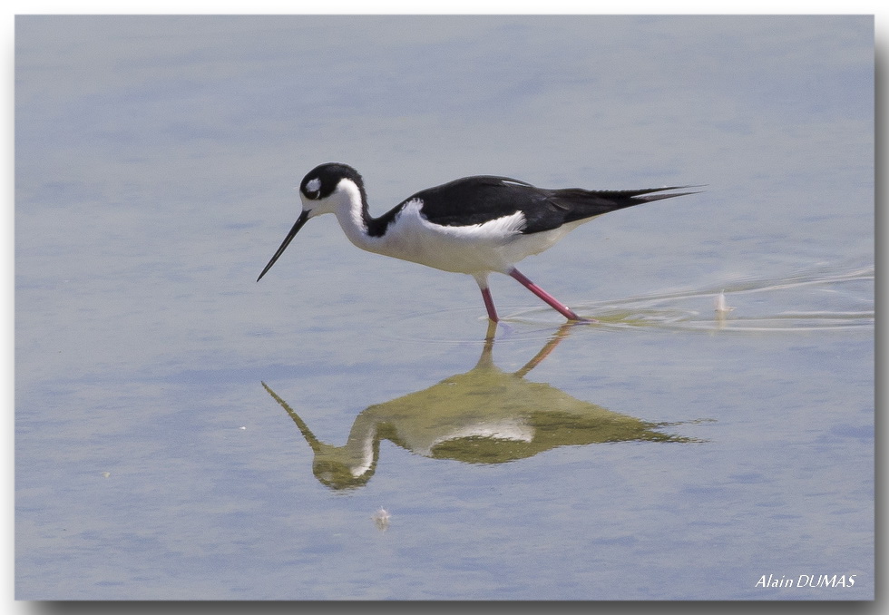 chasse dAmrique - Black-necked Stilt