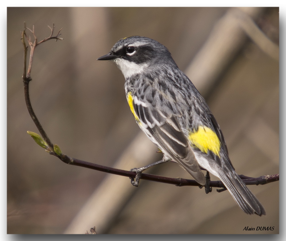 Paruline  croupion jaune - Yellow-rumped Warbler