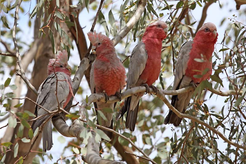 Galah (Eolophus roseicapillus) -- family of two infants and two adults