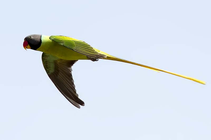 Grey-headed Parakeet (Psittacula finschi)