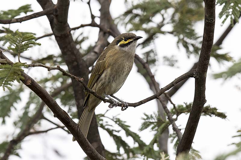 Yellow-faced Honeyeater (Lichenostromus chrysops)