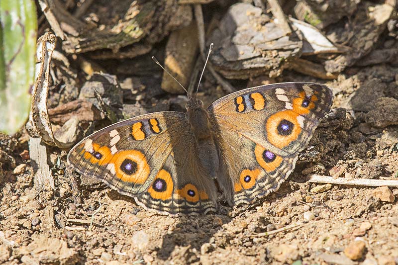 Meadow Argus (Junonia villida)