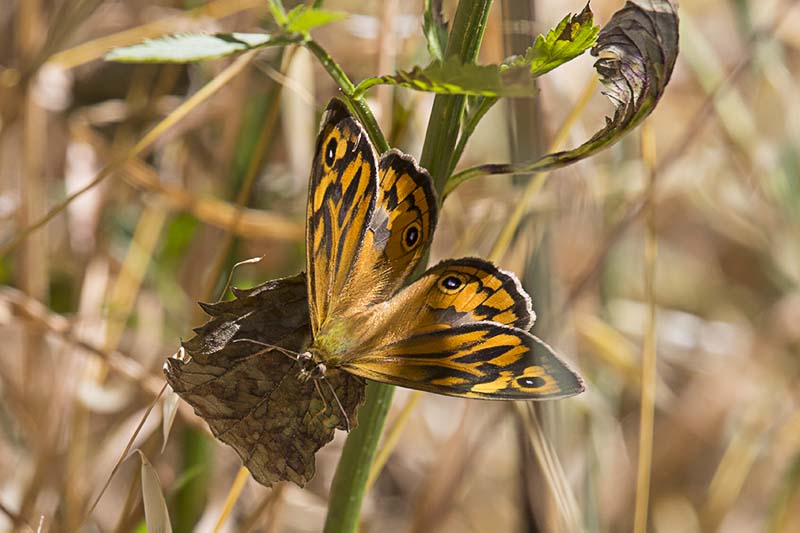 Common Brown (Heteronympha merope) -- male