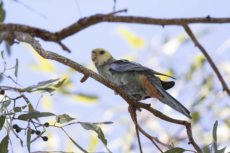 Pale-headed Rosella (Platycercus adscitus)