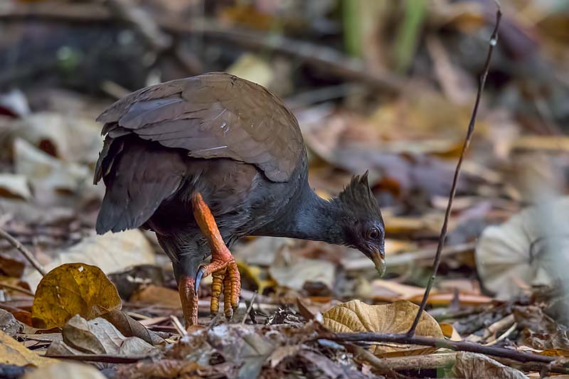 Orange-footed Scrubfowl (Megapodius reinwardt)