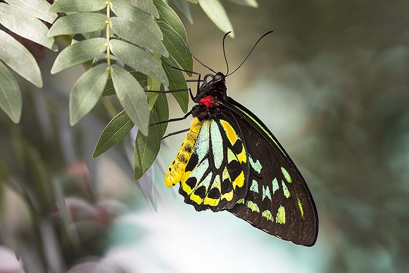 Cairns Birdwing (Ornithoptera euphorion) -- male