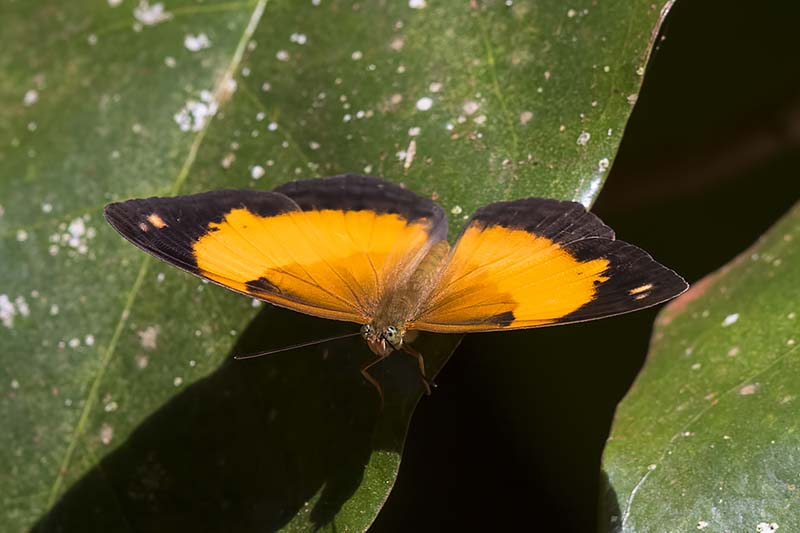 Bordered Rustic (Cupha prosope)