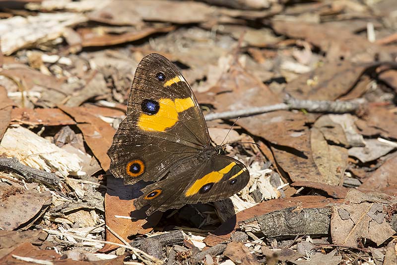 Swordgrass Brown (Tisiphone abeona)