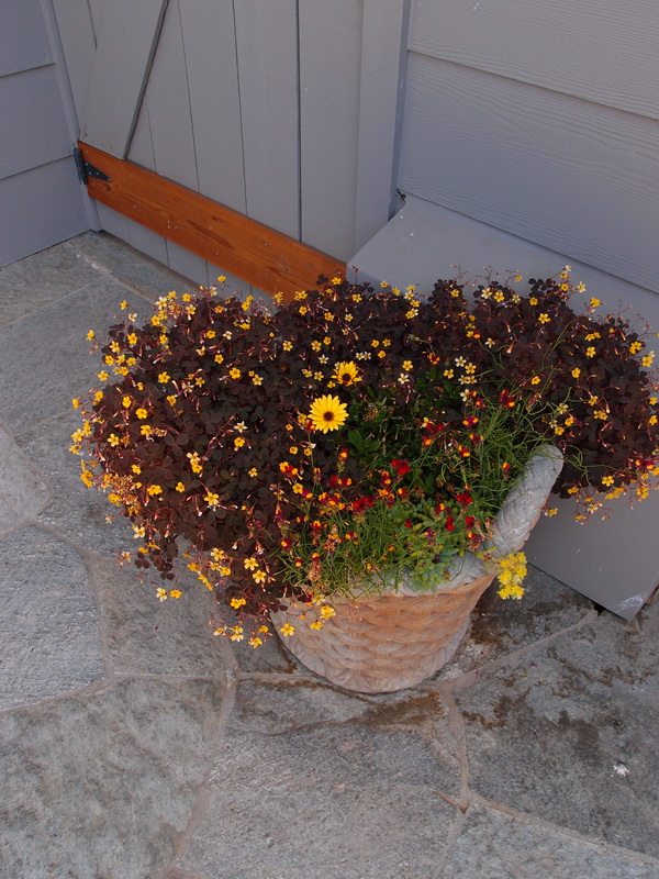 Container planting