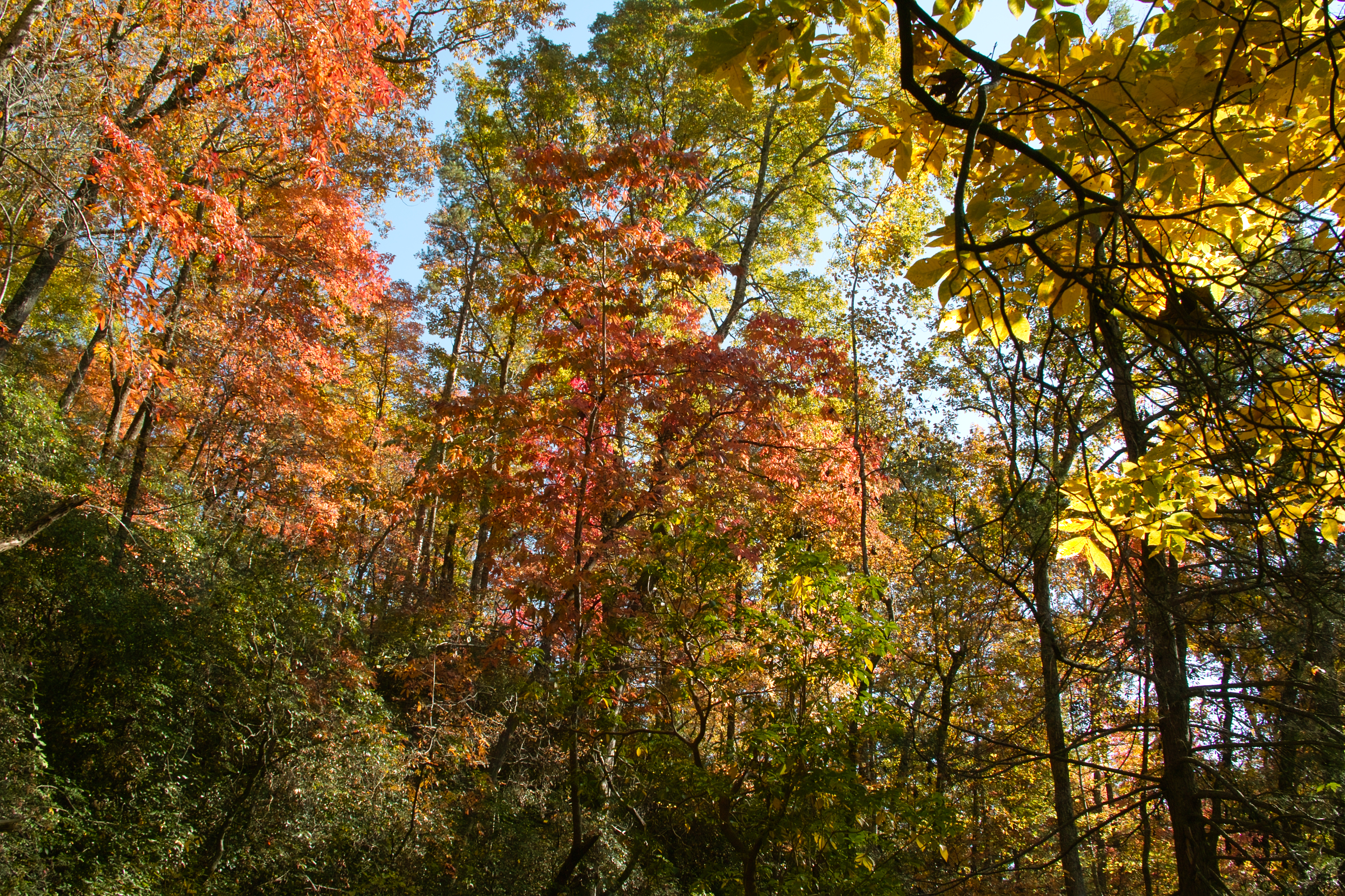 SDIM4788.jpg