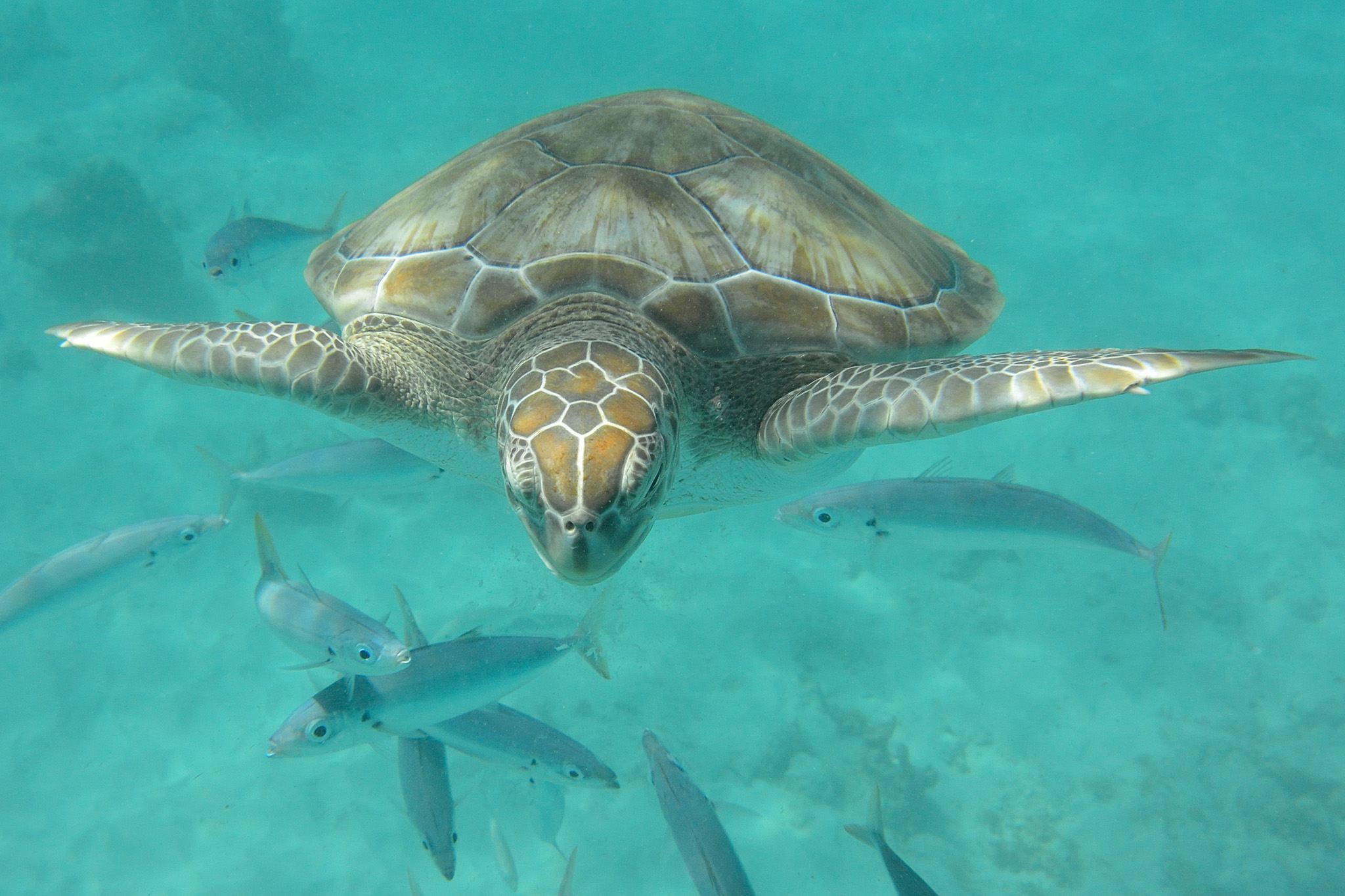 20131121 - Barbados - 024.jpg