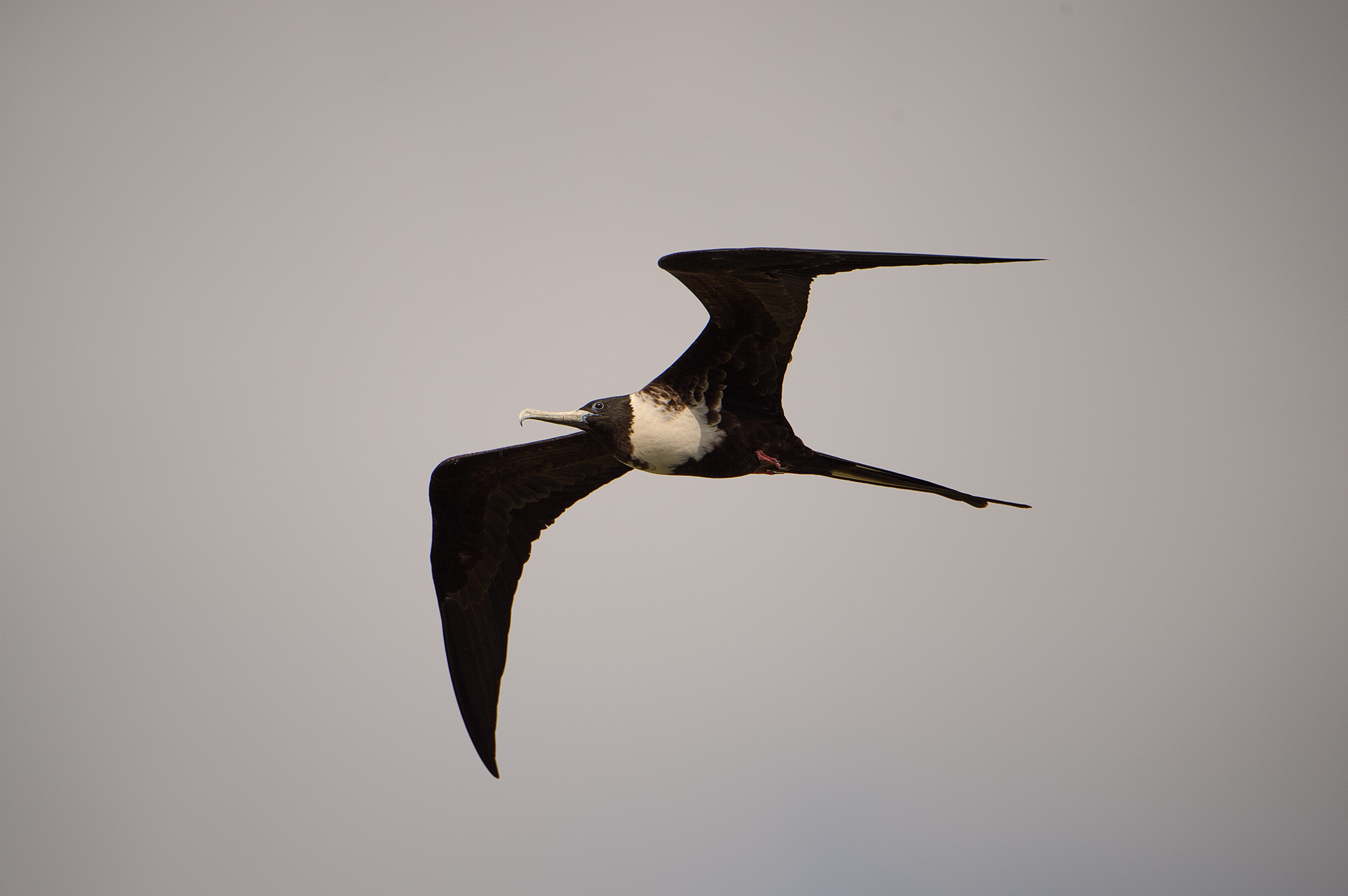 20160212 - Azamara Journey (Panama Cannel) - 565.jpg